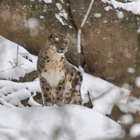 Himachal Pradesh gets funds to conserve snow leopard habitat
