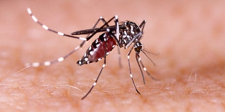 Dengue fever cases surge in Vietnam