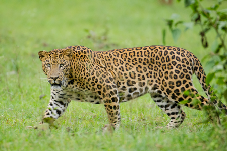 Leopard sighted in Hyderabad’s Ibrahim Bagh military area
