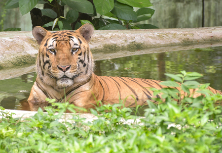 <div>On International Tiger day, TN’s Mudumalai Tiger Reserve records 28 pc rise in feline population</div>