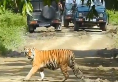 Assam not only protecting tigers, but reclaiming their kingdom: CM Sarma