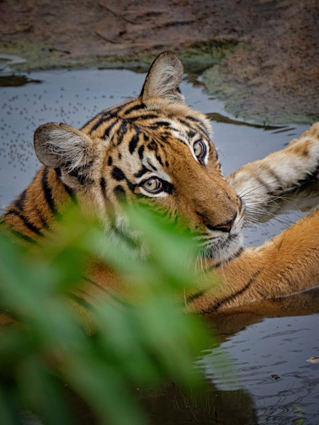 TN roars with pride on International Tiger Day, says CM Stalin