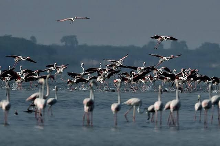 <div>New eco-tourism bird-watching site coming up in TN’s Pulicat</div>