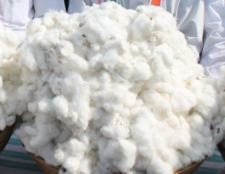 Cotton and groundnut cultivation crosses 20 lakh hectares each in Gujarat