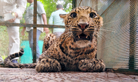 TN launches wildlife awareness drive in schools after leopard kills child in Valparai