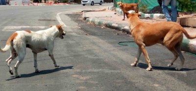 Kerala HC accepts proposal to set up interim committee to curb stray dog attacks