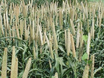Total area sown under kharif crops in India crosses 829 lakh hectares