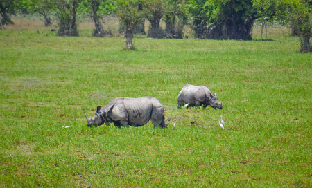 Operation Falcon playing major role in anti-poaching drive: Assam CM