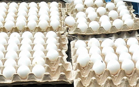 <div>US tariffs leaves Rs 20 crore egg consignment stranded in TN’s Namakkal</div>