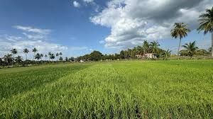 Kuruvai paddy cultivation jumps 56 per cent in delta districts of TN