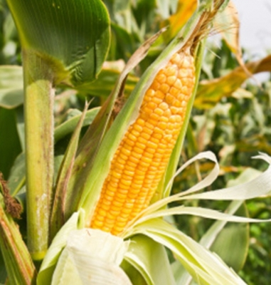 Kharif maize crop sees 16.27 pc increase in Punjab, says minister