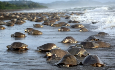 Elite marine force to protect Chennai‘s turtle beaches, fragile habitats