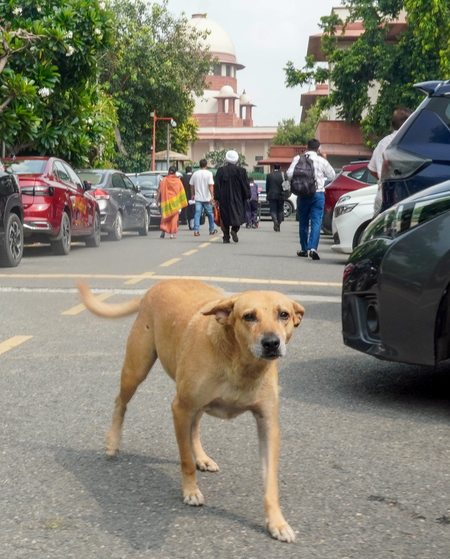 SC relaxes ‘too harsh’ directions on stray dogs, prohibits public feeding (Lead)