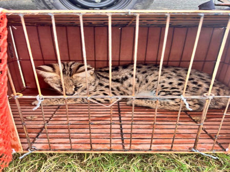 <div>BSF troopers thwart animal smuggling attempt along India-B’desh border</div>