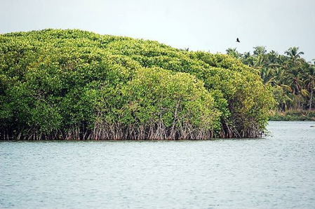 <div>No funds available, TN’s Thuraimangalam Lake restoration gets delayed</div>