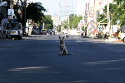 TN BJP leader urges CM Stalin to act on Tamil Nadu’s stray dog crisis