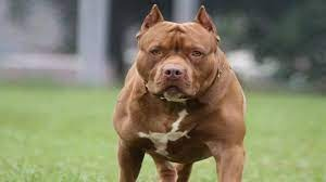 TN govt sets September 30 deadline for dog breeders, shops to register after pit bull attack