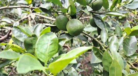 Odisha: Angul lemons exported to US, farmers reap higher profits