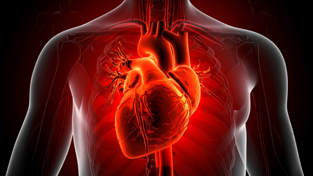Study shows bacterial infections trigger heart attacks