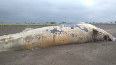 <div>Huge increase in whale strandings along India’s southwest coast: CMFRI</div>