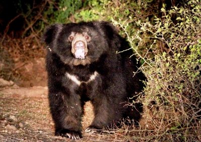 <div>Eight-Year-old Assam boy mauled to death by sloth bear in TN’s Valparai</div>