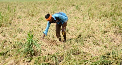 <div>Kuruvai paddy in tail-end Cauvery delta regions on verge of withering due to state’s failure: TN BJP chief</div>