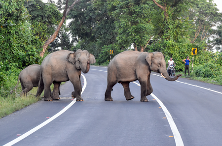 <div>Human-elephant conflicts rise in TN’s Coimbatore amid shortage of forest guards</div>