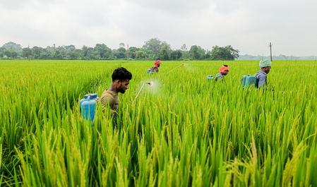 Tension at Assam-Meghalaya border eases; paddy harvesting begins after peace meeting