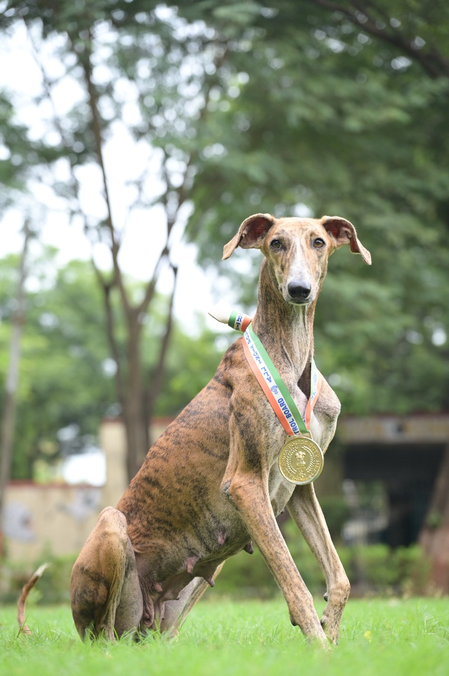 BSF to showcase 1st-ever Indian breed dog contingent at Ekta Diwas Parade in Gujarat
