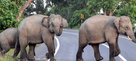 Two wild elephants die in TN’s Coimbatore district