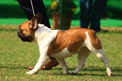 Chennai to conduct door-to-door survey to enforce pet dog microchipping, licensing