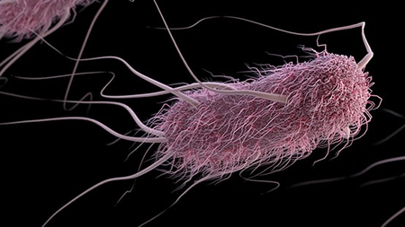 Antimicrobial peptides can curb Salmonella, E. coli and help combat AMR: Study