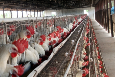 <div>India’s poultry sector likely to record 4-6 per cent revenue growth in 2025-26 as demand rises</div>