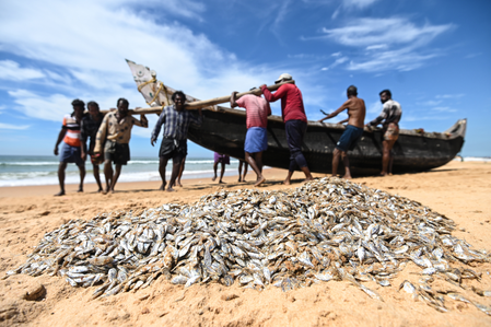 World Fisheries Day: India highlights sustainability, livelihoods, Blue Economy growth