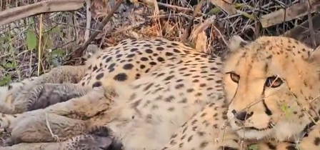 <div>India-born ‘Mukhi’ gives birth to 5 cubs in Kuno; MP CM calls it ‘unprecedented breakthrough’</div>