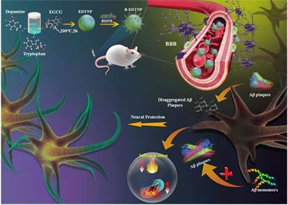 INST researchers develop new nanoparticle-based multifunctional therapy for Alzheimer’s