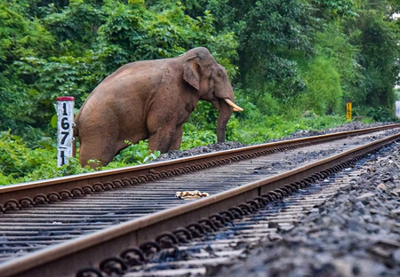 NFR’s tech-driven measures save over 160 elephants, ensure safer train operations