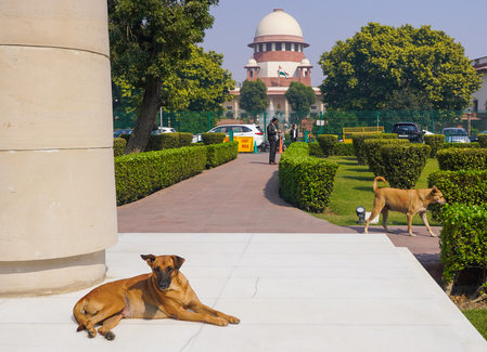 3-judge SC Bench reserves decision on issue of strays across country