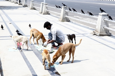 SC questions attitude of those feeding stray dogs in public places