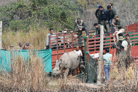 CWRC rescues over 7,300 animals in Kaziranga since 2002; two rehabilitated rhinos translocated
