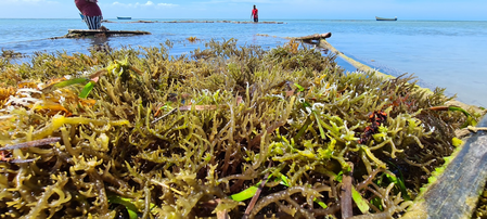 Kochi Expo: India charts course to become global seaweed powerhouse