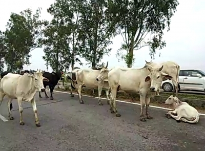 MP: Herd of cows killed after train runs over in Bhind
