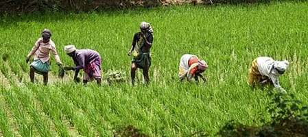Samba paddy harvest boosts prices of premium varieties across TN