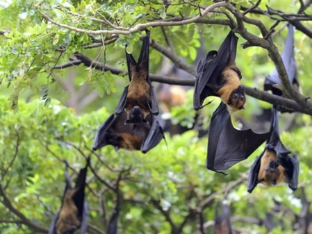 WHO monitoring Nipah cases in India, rules out travel curbs