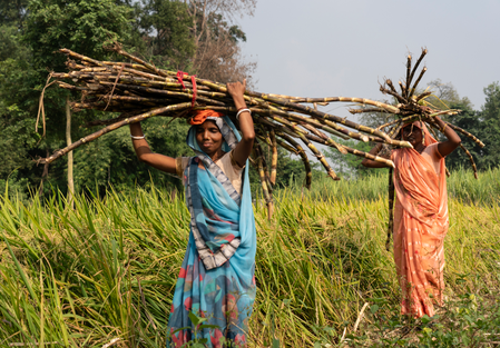 TN: Rising labour costs push sugarcane farmers to brink​