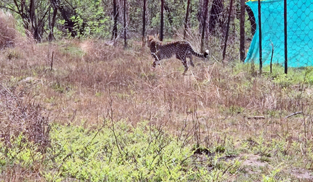 Cheetahs transported from Botswana released at MP’s Kuno National Park