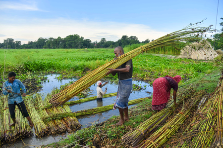 Union Cabinet approves Rs 275 hike in MSP of jute for 2026-27