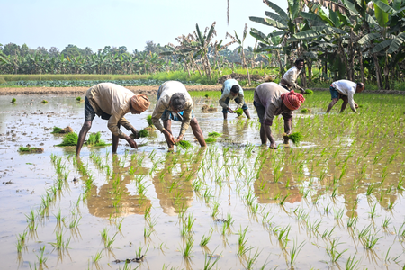 AI booster for agriculture: 7.63 crore farmer IDs created, 23.5 crore crop plots surveyed