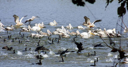 TN to conduct 2-day statewide terrestrial bird census today
