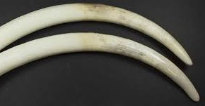 Days on, no breakthrough in Pangode Military Camp tusks theft